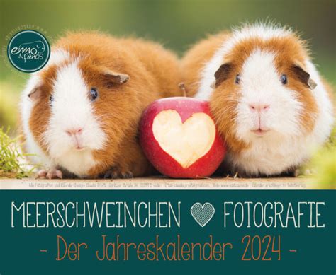 meerschweinchengl ck tischkalender 2016 quer meerschweinchenkalender PDF